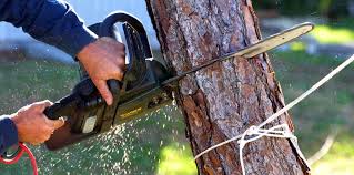 Best Pest Control for Lawns  in Snyderville, UT