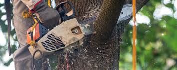 Reliable Snyderville, UT Tree Removal Solutions