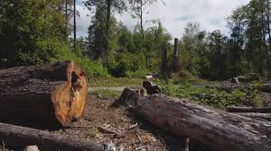 Best Tree Maintenance Programs  in Snyderville, UT