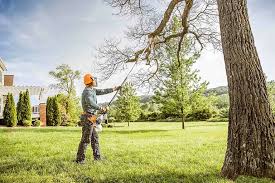 Best Tree Preservation Services  in Snyderville, UT