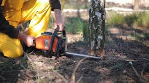 Best Firewood Processing and Delivery  in Snyderville, UT