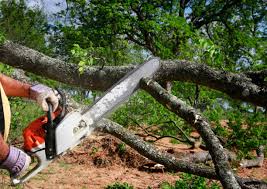 Best Tree Cabling and Bracing  in Snyderville, UT