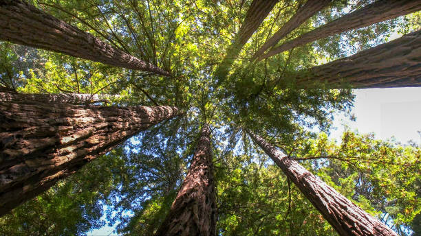 Best Tree Disease Treatment  in Snyderville, UT