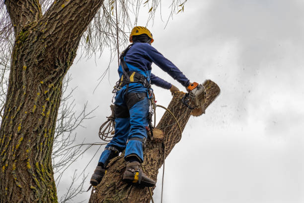 Best Tree Risk Assessment  in Snyderville, UT