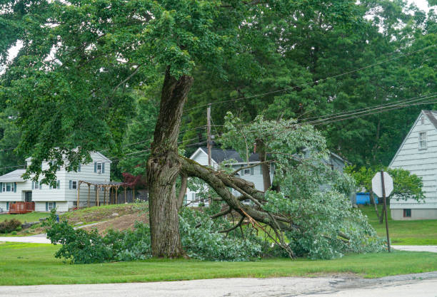 Best Tree Health Inspection  in Snyderville, UT