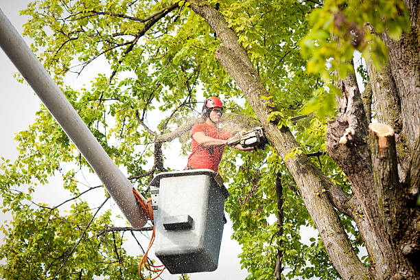 Best Root Management and Removal  in Snyderville, UT