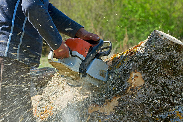 Best Palm Tree Trimming  in Snyderville, UT