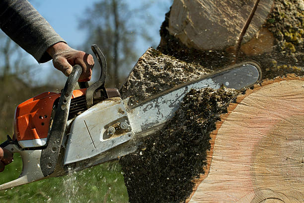 Best Emergency Tree Removal  in Snyderville, UT