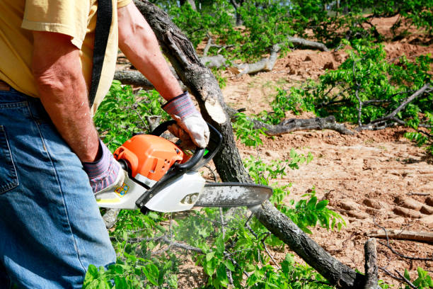 Best Lawn Renovation and Restoration  in Snyderville, UT